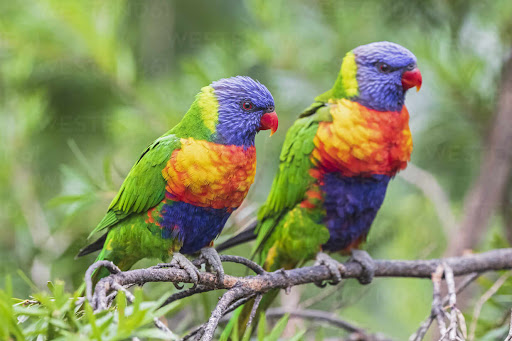 Rainbow Lorikeet Wallpapers Screen 2