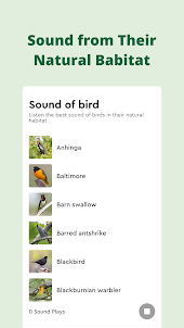Sound of Bird: Natural Habitat