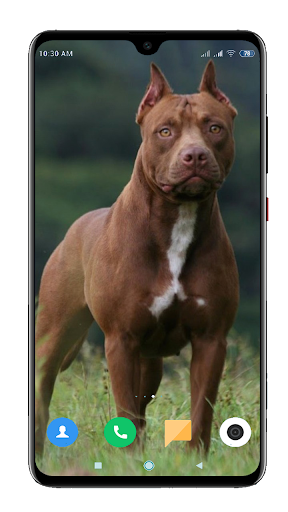 Pitbull Dog Wallpaper Hd By Footballtech Google Play Japan Searchman App Data Information