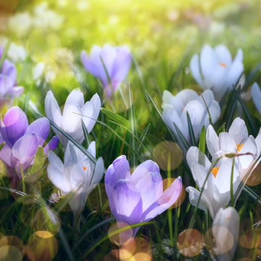 Spring Landscapes Wallpaper  Icon