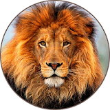Lion Roaring Sounds icon
