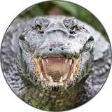 Alligator sounds icon