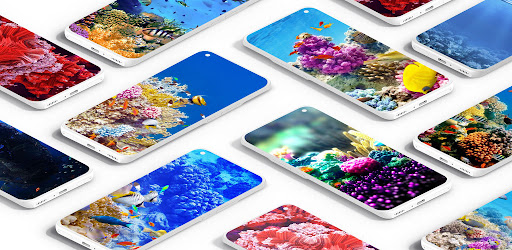 Coral Reef Wallpaper