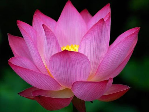 Pictures of Flowers App Screenshot