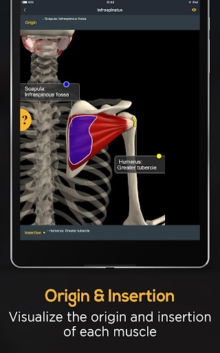 Screenshot of Anatomy by Muscle & Motion