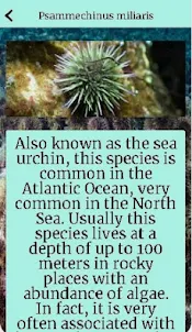 Sea Urchin