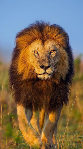 Lion King Wallpaper Screen 3