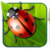 Flying Lady Beetle Live Wallpaper icon