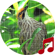 Top 28 Lifestyle Apps Like Straw-headed bulbul bird sounds ~ Sboard.pro - Best Alternatives