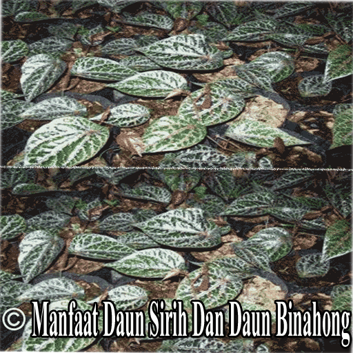 Manfaat Daun Sirih Dan Daun Binahong