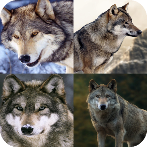 Wolf Wallpapers 4K logo