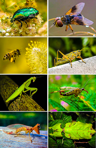 The most natural sounds of ins