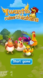raise chickens