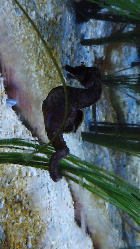 Android application seahorse wallpaper screenshort