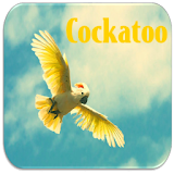 Cockatoo Bird Sounds icon