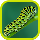 Insects Puzzle icon