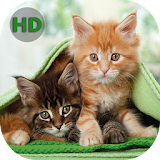 Wallpapers Cats - Nice Cats icon
