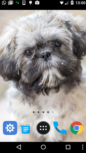shih tzu dog wallpaper Screen 2