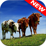 🐄 Cow Wallpapers icon