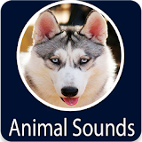Animals Sound icon