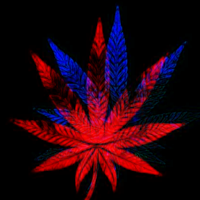 Weed wallpapers and backgrounds Neon Weed Live