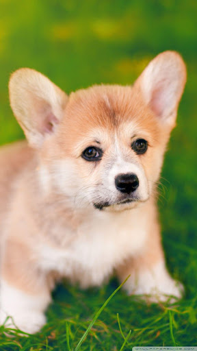 ✓ [Updated] Corgi Wallpaper: Dog Wallpapers for PC / Mac / Windows  11,10,8,7 / Android (Mod) Download (2023)