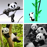 Cover Image of ดาวน์โหลด Panda HD Wallpapers  APK