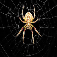 Spider Wallpaper Offline Best Wallpapers