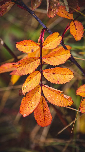 Autumn Wallpaper HD‏