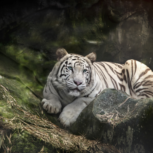 Tiger Live Wallpaper logo
