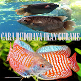 Trik Budidaya Ikan Gurame icon