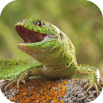 Cover Image of Download Lizard Simulator  APK