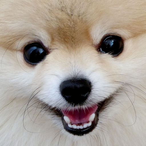 Spitz live wallpaper logo