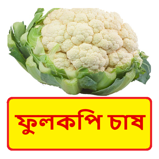 ফুলকপি চাষের সঠিক পদ্ধতি logo
