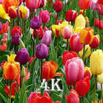 Cover Image of Download Flowers Wallpaper  APK