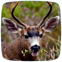 Icon image Deer Sounds