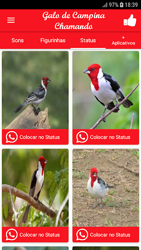 Song Galo de Campina Chamando