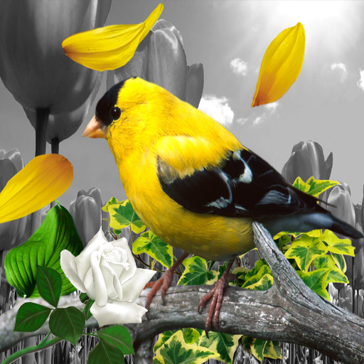 Color Touch Splash PhotoEditor logo
