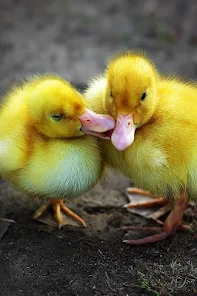 Cute Baby Animals Pictures - Apps on Google Play