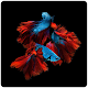 Betta Fish Wallpaper - FREE Download on Windows