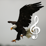 Bird and Animal soundboard icon