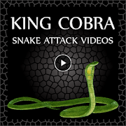 King Cobra Snake - Videos