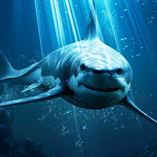 Wallpaper for sharks HD