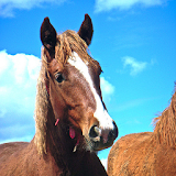 Best Horses Wallpapers icon