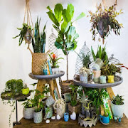 Decorative Plants Indoor
