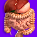 Internal Organs in 3D Anatomy APK