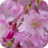 Pink blossom. Live wallpapers icon