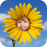 Sunflower Frames icon
