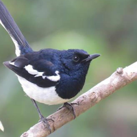 Oriental magpie robin sounds