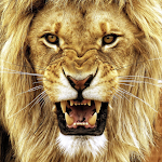 Cover Image of Télécharger Fond d'écran Lion  APK